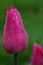 Rain Droplets on a Vibrant Pink Tulip Bud - Tulipa