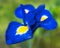 Rain drops on a beautiful sapphire blue and yellow Iris flower. One large rain drop has settled on the petal catching the light.
