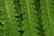 Rain Drops On Bracken Fern