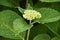 Rain Drops on a Budding White Hydrangea Bush