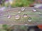 Rain drops on Citronella leaf.