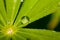 After the rain. Drops of clean water on a green leaf.