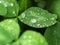 Rain drops on clover petals after rain close-up