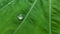 Rain drops on colocasia leaves esculenta or colocasia antiquorum schott leaves or elephant ear.