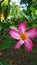 Rain drops in the dessert rose (adenium) flower