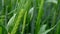 Rain drops on the ears of green grain, close up