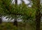 Rain Drops Fall From Tips of Pine Cone Leaves