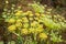 Rain drops on a Fennel flower Foeniculum vulgare, California