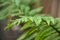 rain drops on fern leaves in the public garden