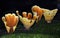 Rain drops on Golden orange cups of Stereum ostrea (Turkey Tail) bracket fungi