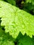 Rain drops in grapes leave