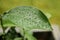 Rain drops on green citrus leaf after the rain