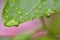 Rain Drops on A green Leaf