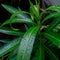 Rain drops in the green leaves plant growing in the garden, nature photography, rainy season weather, macro shots