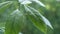 Rain drops on the green leaves of a young avocado tree. Wet avocado leaves.