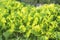 Rain Drops on Green Lettuce Leaves on a Summer Evening. Organic Gardening, Healthy Eating Concept