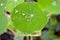 Rain drops on green nasturtium leaf
