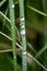 Rain drops on leafs macro background high quality