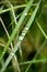 Rain drops on leafs macro background high quality