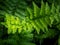 Rain Drops on The Leaves Fern on The Pots