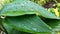 Rain drops on leaves in garden