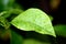 Rain Drops on a Lemon Leaf