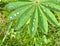 Rain drops on lupin leaf