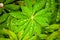 Rain drops on Lupine leaves