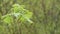 Rain drops on moist leaves in spring forest. Droplets on wet green trees foliage