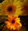 Rain drops on orange gerbera