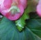 Rain Drops Pink Begonia Flower Green Leaves, Enchanted Nature, Fairies, Begonia, Magical, Mystical, Sparkle, Forest, Fairy Garden