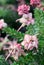 Rain drops on pink flowers of the Australian native Grevillea lanigera, family Proteaceae
