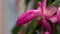 Rain drops on pink flowers and leaves of schlumbergera, parent of Christmas cactus or Thanksgiving cactus, blooms luxuriantly in