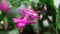 Rain drops on pink flowers and leaves of schlumbergera, parent of Christmas cactus or Thanksgiving cactus, blooms luxuriantly in