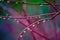 Rain Drops on Red Branches