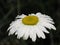 Rain Drops Resting on Daisy Petals