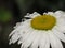 Rain Drops Resting on Daisy Petals Closer Take