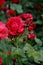 RAIN DROPS ON ROSE FLOWERS AND PLANTS