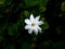 Rain Drops on The Single Gardenia Flower Blooming