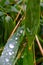 Rain drops sitting on vivid green leaves catching the reflection of sunlight