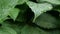 Rain drops on tropical leaf in soft slow motion