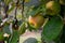 Rain drops on two green brown apple hanging from a tree at sunset