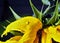 Rain drops on yellow sunflower petaln narrow focus area