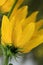 rain drops on yellow wildflowers, after a rain (golden ragwort)