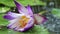 A rain fall down to pond with colorful water lily