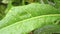 Rain falling on a leaf. Falling Monsoon Rain water drops on Green Plant leaf. Raindrop on leaves video footage. Beautiful rainy