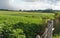 Rain falling on a soybean plantation in the stage of grain filling