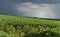 Rain falling on a soybean plantation in the stage of grain filling