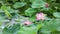 Rain falling to a pond full of lotus, lotus flowers and leaves after rain