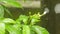 Rain falling on white crape jasmine flower plant. Summer monsoon rain video footage. Sound of raindrop effect. Nature rainy season